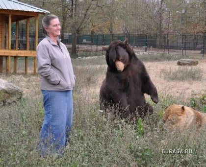 Необычная дружба: медведь, лев и тигр