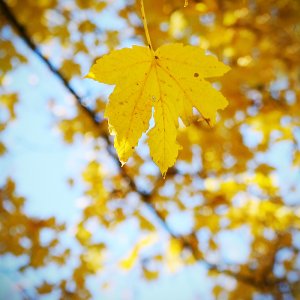 Meppol - талантливый фотограф Meppol - талантливый фотограф