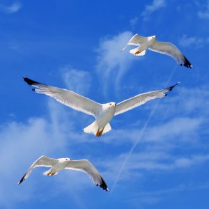 Meppol - талантливый фотограф Meppol - талантливый фотограф