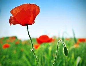 Meppol - талантливый фотограф Meppol - талантливый фотограф