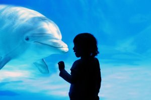 Meppol - талантливый фотограф Meppol - талантливый фотограф