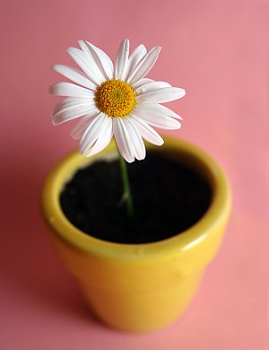 Meppol - талантливый фотограф Meppol - талантливый фотограф