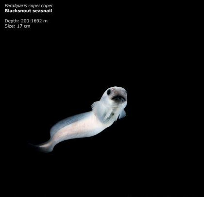 Фотографии глубоководных существ из книги Claire Nouvian The Deep