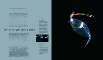 Фотографии глубоководных существ из книги Claire Nouvian The Deep