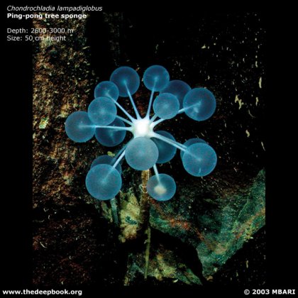 Фотографии глубоководных существ из книги Claire Nouvian The Deep