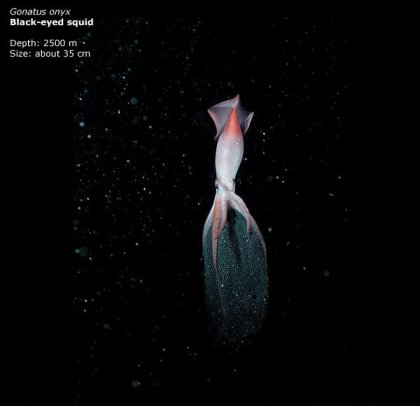 Фотографии глубоководных существ из книги Claire Nouvian The Deep