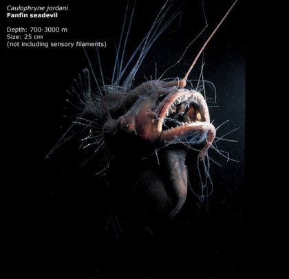 Фотографии глубоководных существ из книги Claire Nouvian The Deep