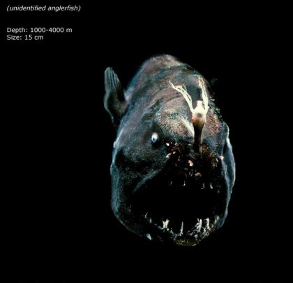 Фотографии глубоководных существ из книги Claire Nouvian The Deep