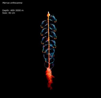 Фотографии глубоководных существ из книги Claire Nouvian The Deep