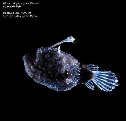 Фотографии глубоководных существ из книги Claire Nouvian The Deep