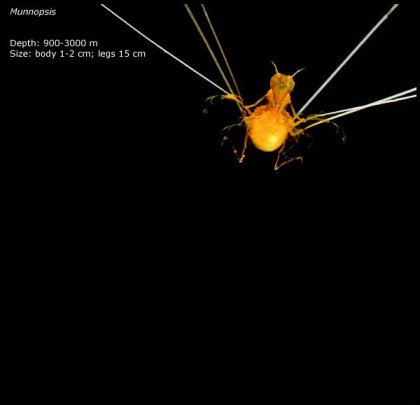 Фотографии глубоководных существ из книги Claire Nouvian The Deep