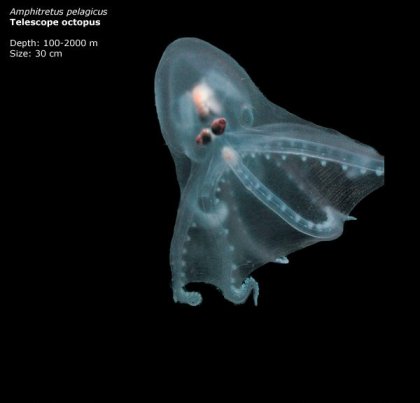 Фотографии глубоководных существ из книги Claire Nouvian The Deep