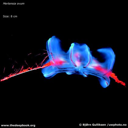 Фотографии глубоководных существ из книги Claire Nouvian The Deep