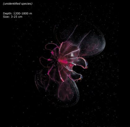 Фотографии глубоководных существ из книги Claire Nouvian The Deep