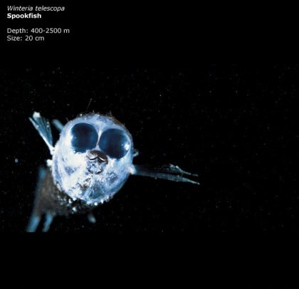 Фотографии глубоководных существ из книги Claire Nouvian The Deep