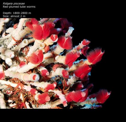 Фотографии глубоководных существ из книги Claire Nouvian The Deep