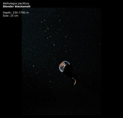 Фотографии глубоководных существ из книги Claire Nouvian The Deep