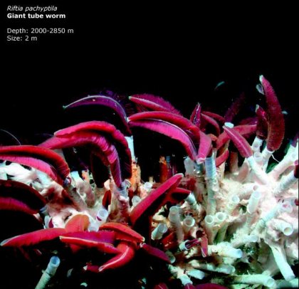 Фотографии глубоководных существ из книги Claire Nouvian The Deep