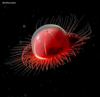 Фотографии глубоководных существ из книги Claire Nouvian The Deep