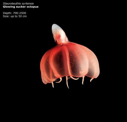 Фотографии глубоководных существ из книги Claire Nouvian The Deep