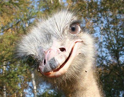 Глазастые, пушистые, милые и смешные