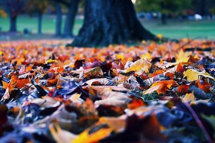 Осенняя подборка