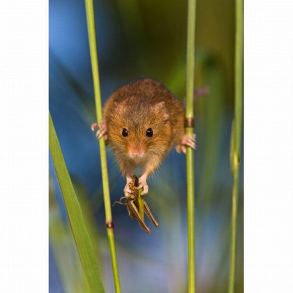 Жизнь полевых мышей
