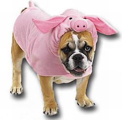 Хеллоуин: наряжаем собаку