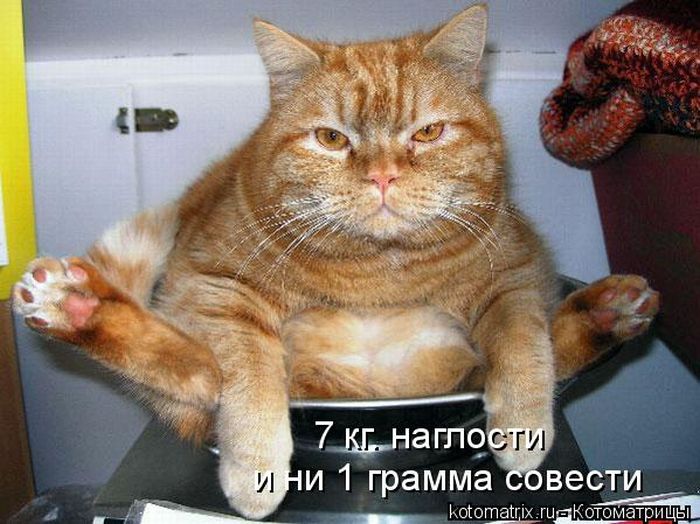 http://www.bugaga.ru/uploads/posts/2010-10/1288353555_kotomatritsa.jpg