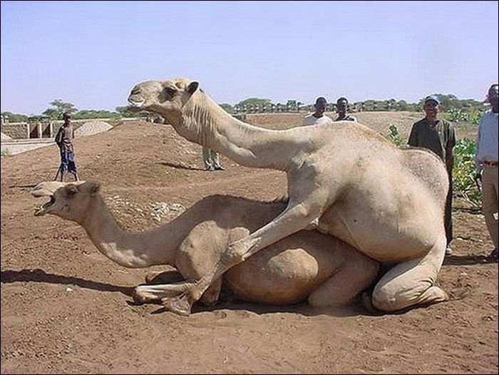 1289520089_animal-sex.jpg