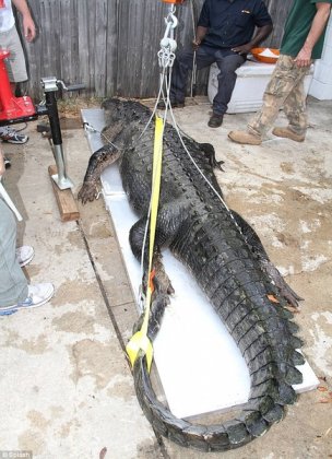 Самый длинный аллигатор пойман!