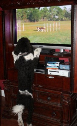 Домашние животные тоже смотрят телевизор