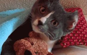 Интересности + Видео дня