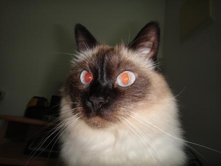 Тимофей Ловцов, часть 2