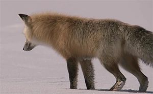 Видео-приколы дня