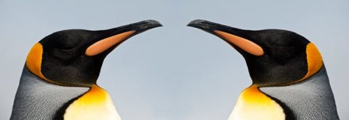 ���� ���������