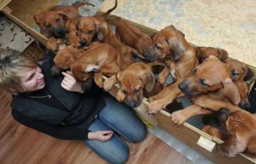 Собака-героиня родила 17 щенков