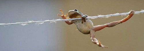 Лягушка-акробатка
