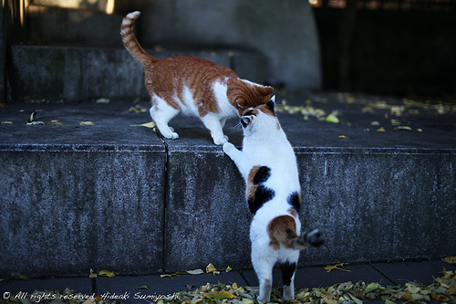 Котэ посвящается Котэ посвящается
