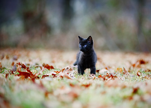 Котэ посвящается Котэ посвящается