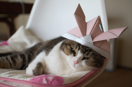 Котэ посвящается Котэ посвящается