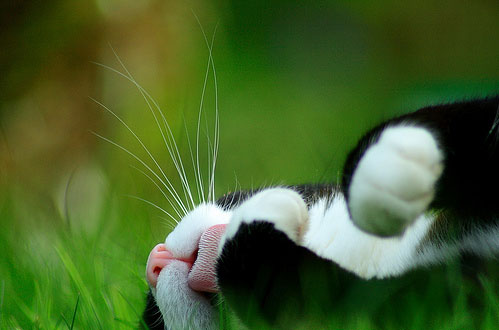 Котэ посвящается Котэ посвящается