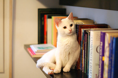 Котэ посвящается Котэ посвящается