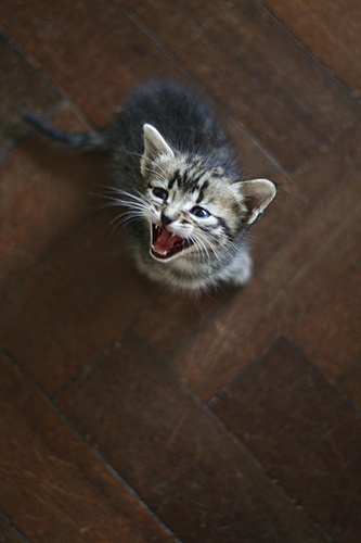 Котэ посвящается Котэ посвящается