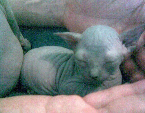 Забавные животные в костюмах героев Звездных Войн Забавные животные в костюмах героев Звездных Войн