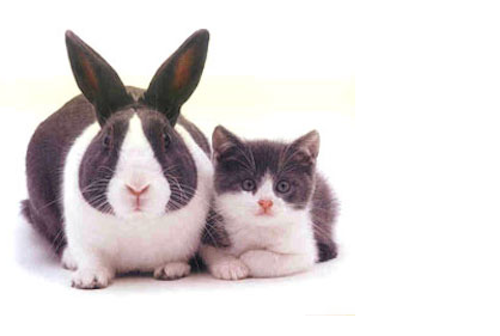 Дружба в мире животных Дружба в мире животных