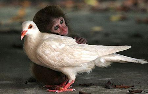 Дружба в мире животных Дружба в мире животных