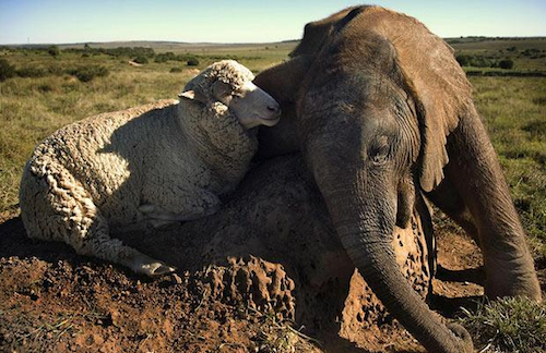 Дружба в мире животных Дружба в мире животных