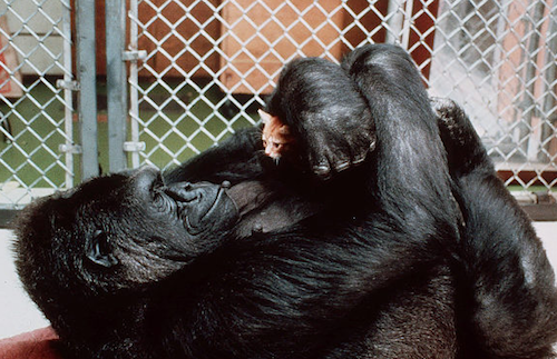 Дружба в мире животных Дружба в мире животных