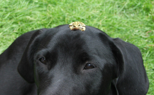 Дружба в мире животных Дружба в мире животных